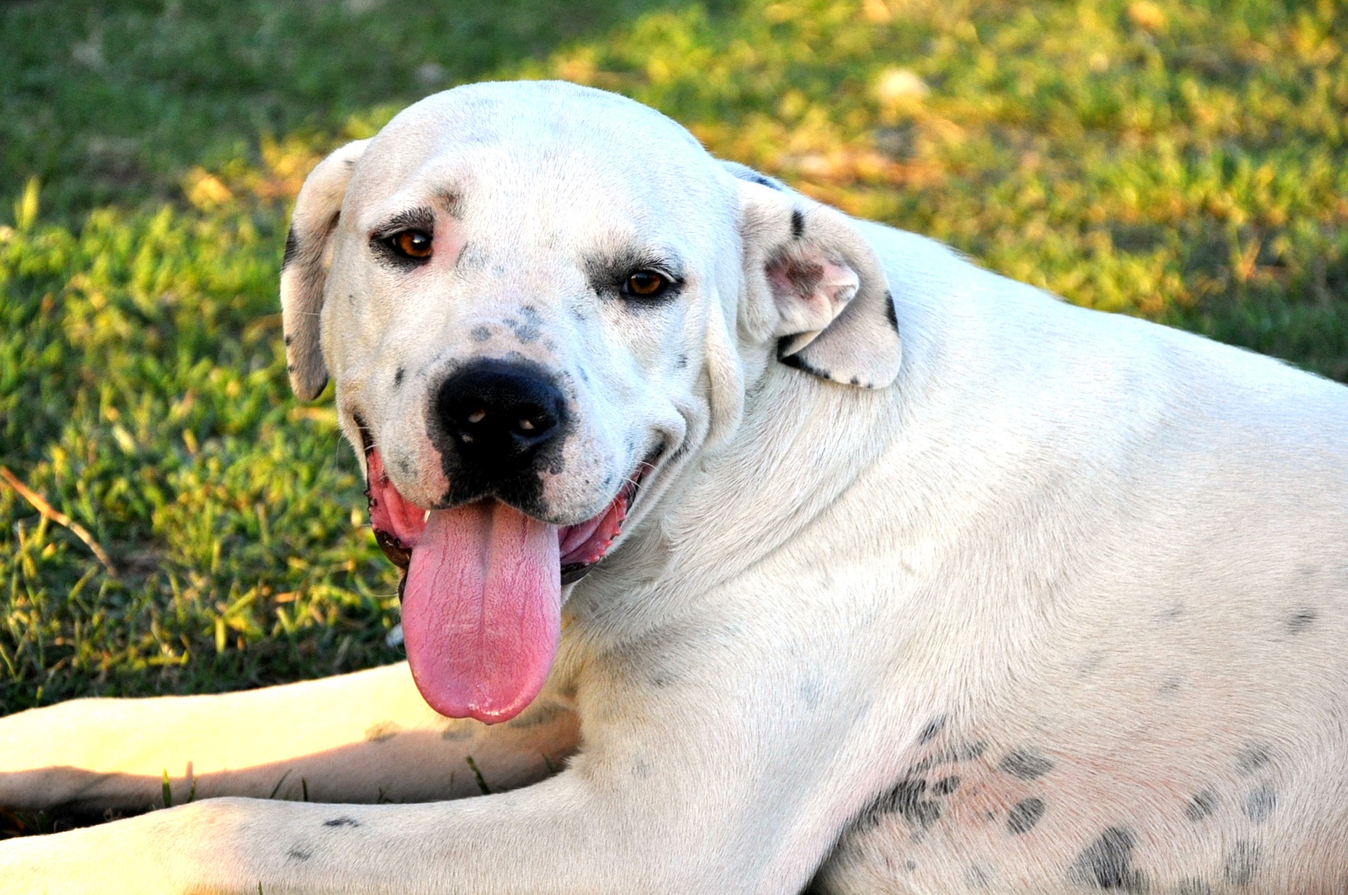  26 de agosto Día Internacional del Perro