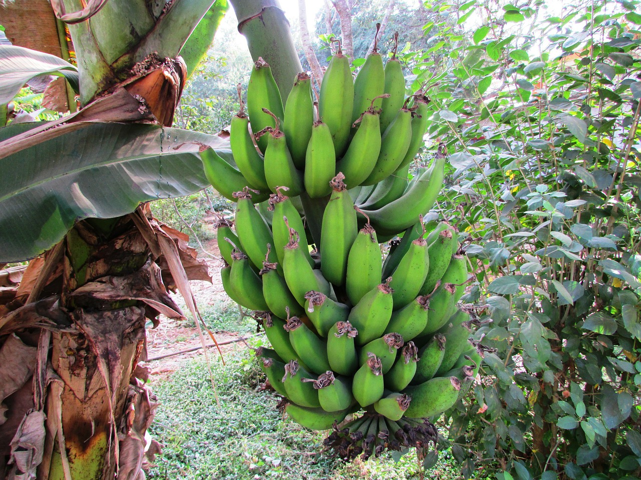 Inicia programa de venta de plátano y guineo a precios populares