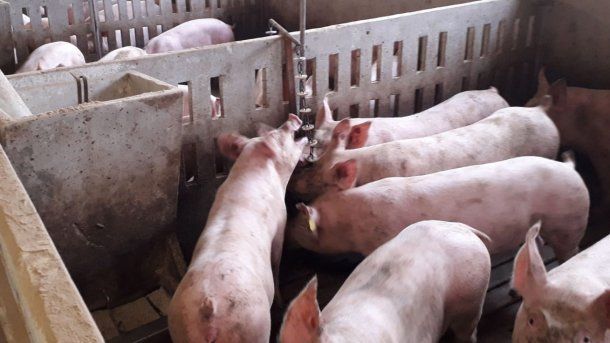 Desmonte arancelario DR-Cafta tendrá impacto en cerdo y queso