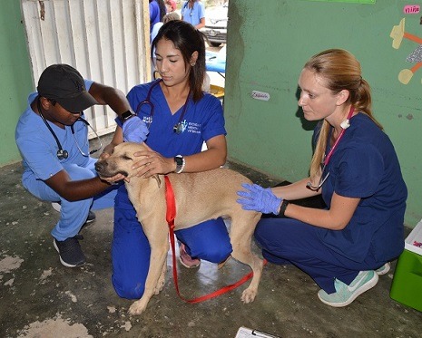 Estudiantes UC Davis California y la UCE realizan operativo vacunación y castración animales en Bateyes SPM