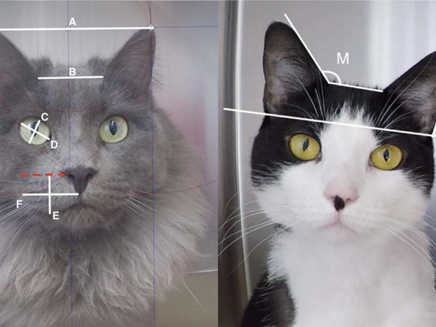Evalúan la escala de dolor en gatos mediante su expresión facial