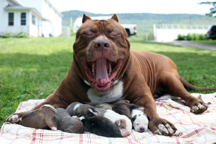 Pensar Jirafa Llanura Famoso pitbull gigante de 80 kilos es padre de 8 cachorros cuyo precio de  venta juntos es de 500 mil dólares - Petcuaria