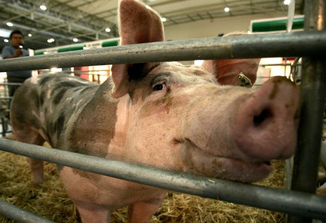 Las exportaciones de cerdo de Europa a China podrían crecer hasta 50%