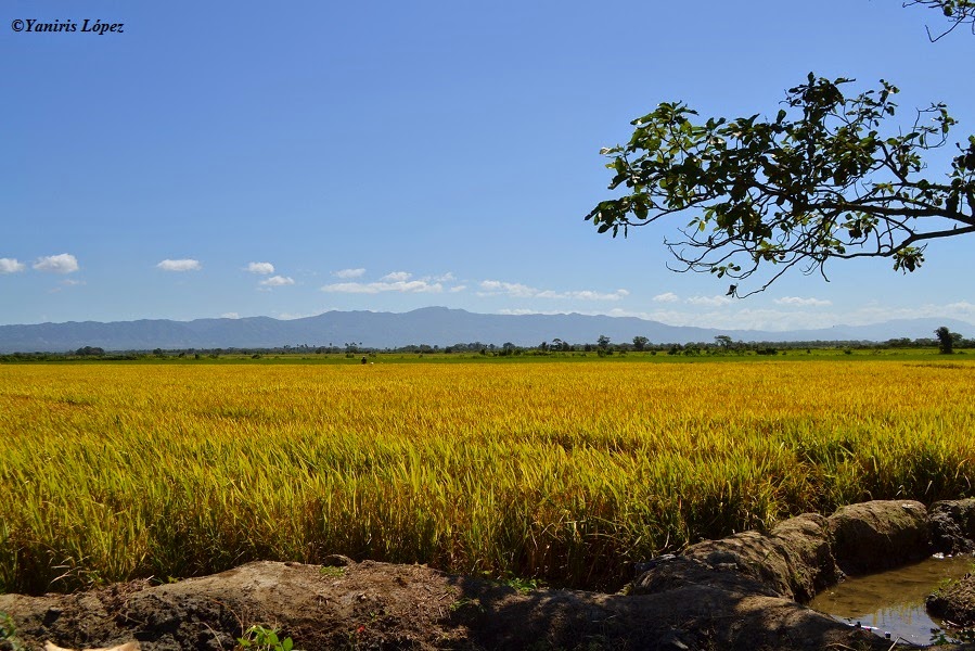 Garantizado abastecimiento arroz en República Dominicana