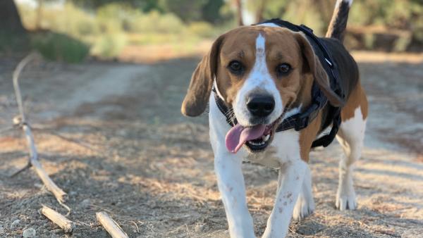 Una ley australiana sancionará a quien no pasee a su mascota una vez al día