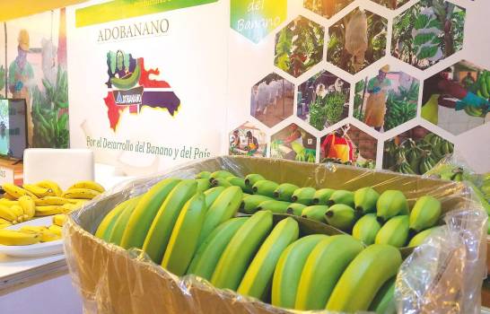 República Dominicana tiene capacidad para exportar 500,000 cajas semanales de banano