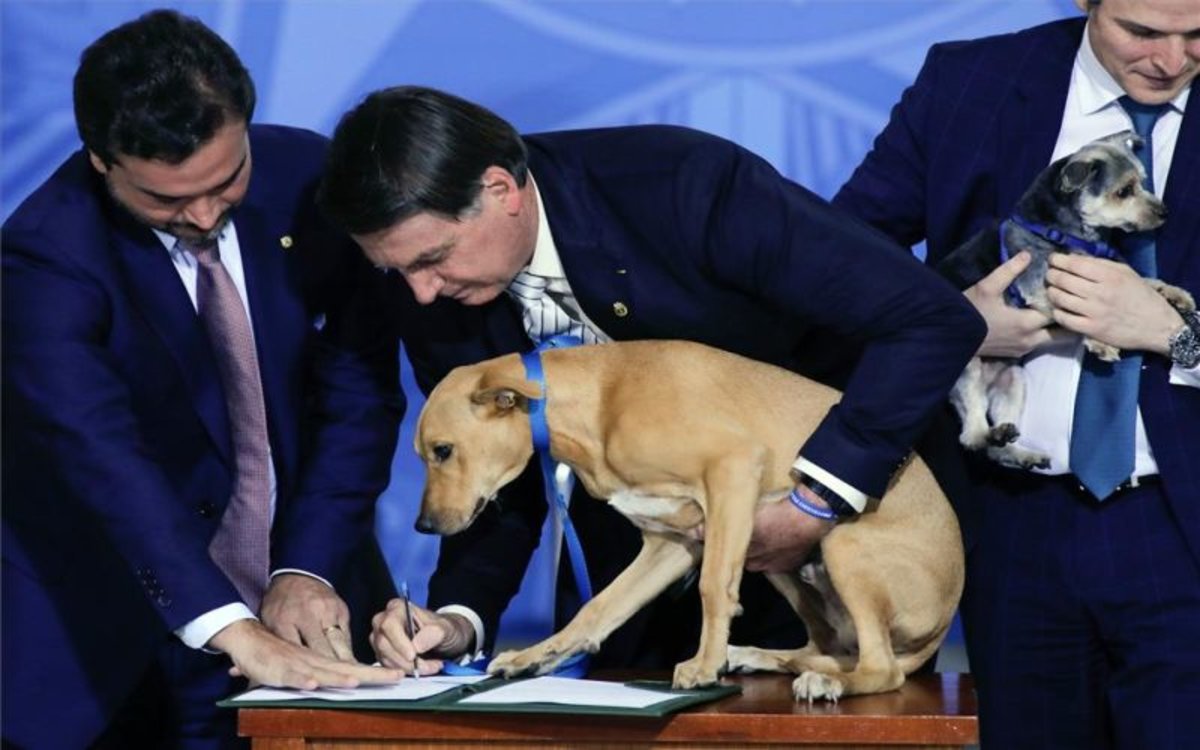 Bolsonaro ratifica ley que endurece las penas por el maltrato a perros y gatos