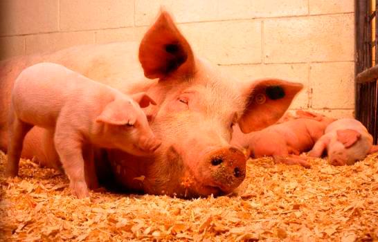 Productores de cerdos dominicanos al grito por las importaciones pierden cerca de rd$1,500 por cerdo