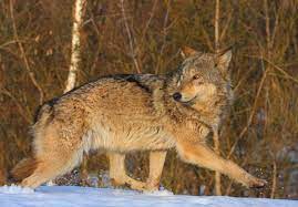 Lobos y otros mamíferos que prosperan en Chernóbil