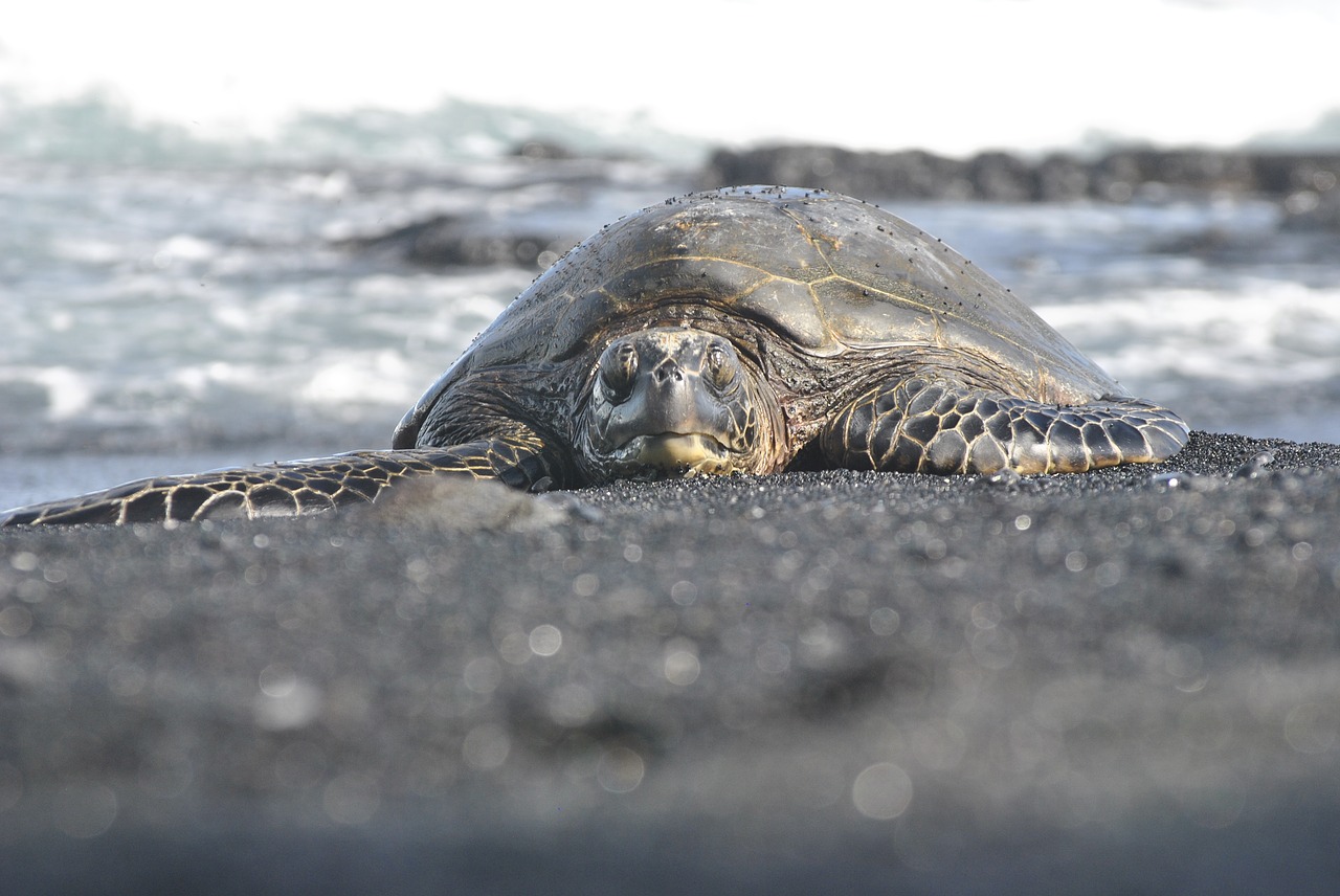 Medio Ambiente busca proteger y preservar las tortugas marinas