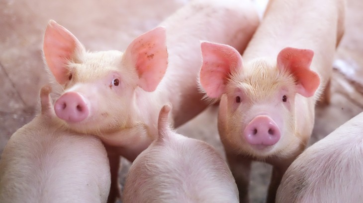 Se espera una reducción de la producción de carne de cerdo este año en la Unión Europea