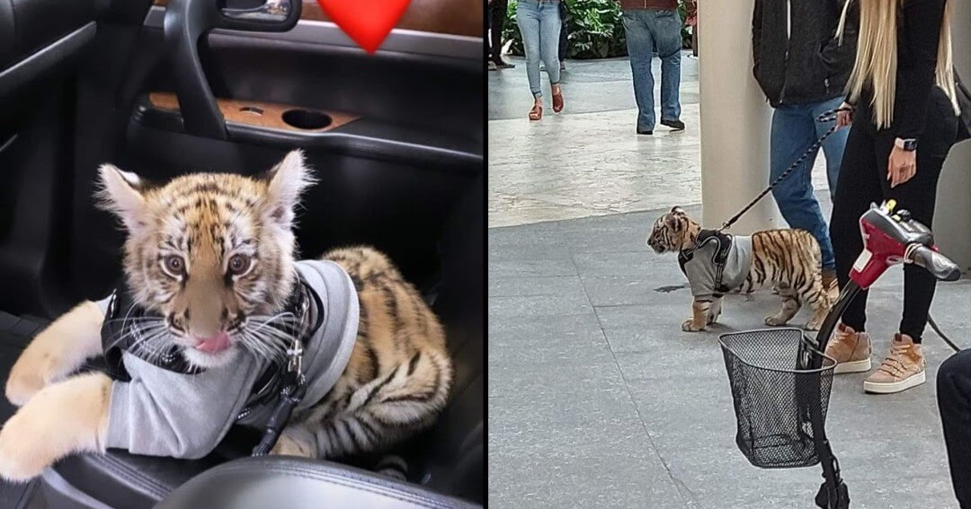 Caso de Cachorro de Tigre de Bengala paseando por centro comercial