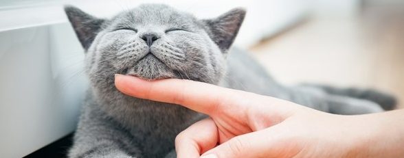 10 razones cient&iacute;ficas por las que el gato es la mascota favorita en los tiempos modernos