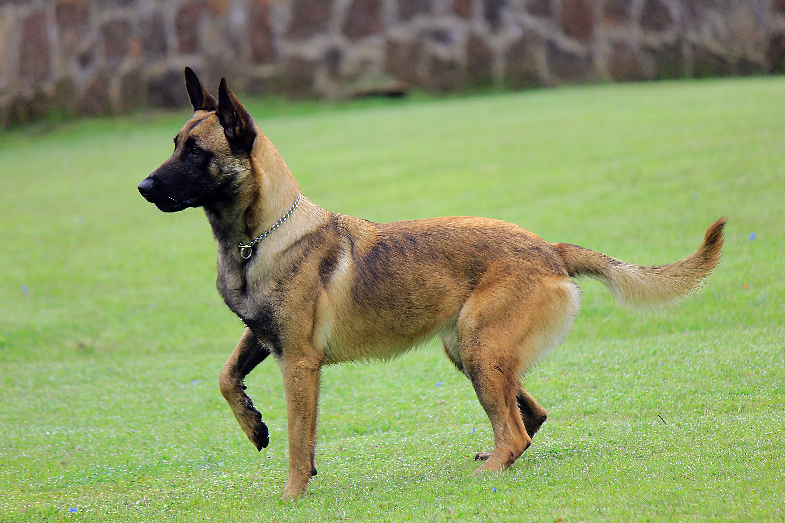 As&iacute; trabajan los perros entrenados para detectar el virus: Coronavirus Colombia