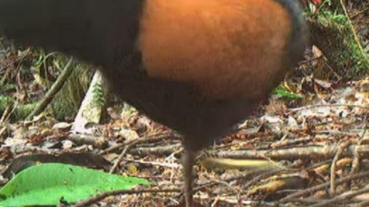 Paloma fais&aacute;n de nuca negra que se cre&iacute;a extinta es documentada