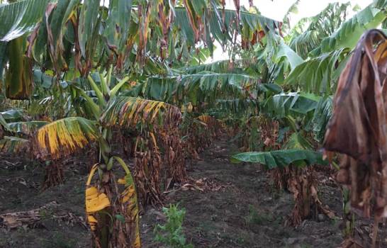 Agricultores denuncian herbicidas de consorcio azucarero en Barahona da&ntilde;an sus cultivos