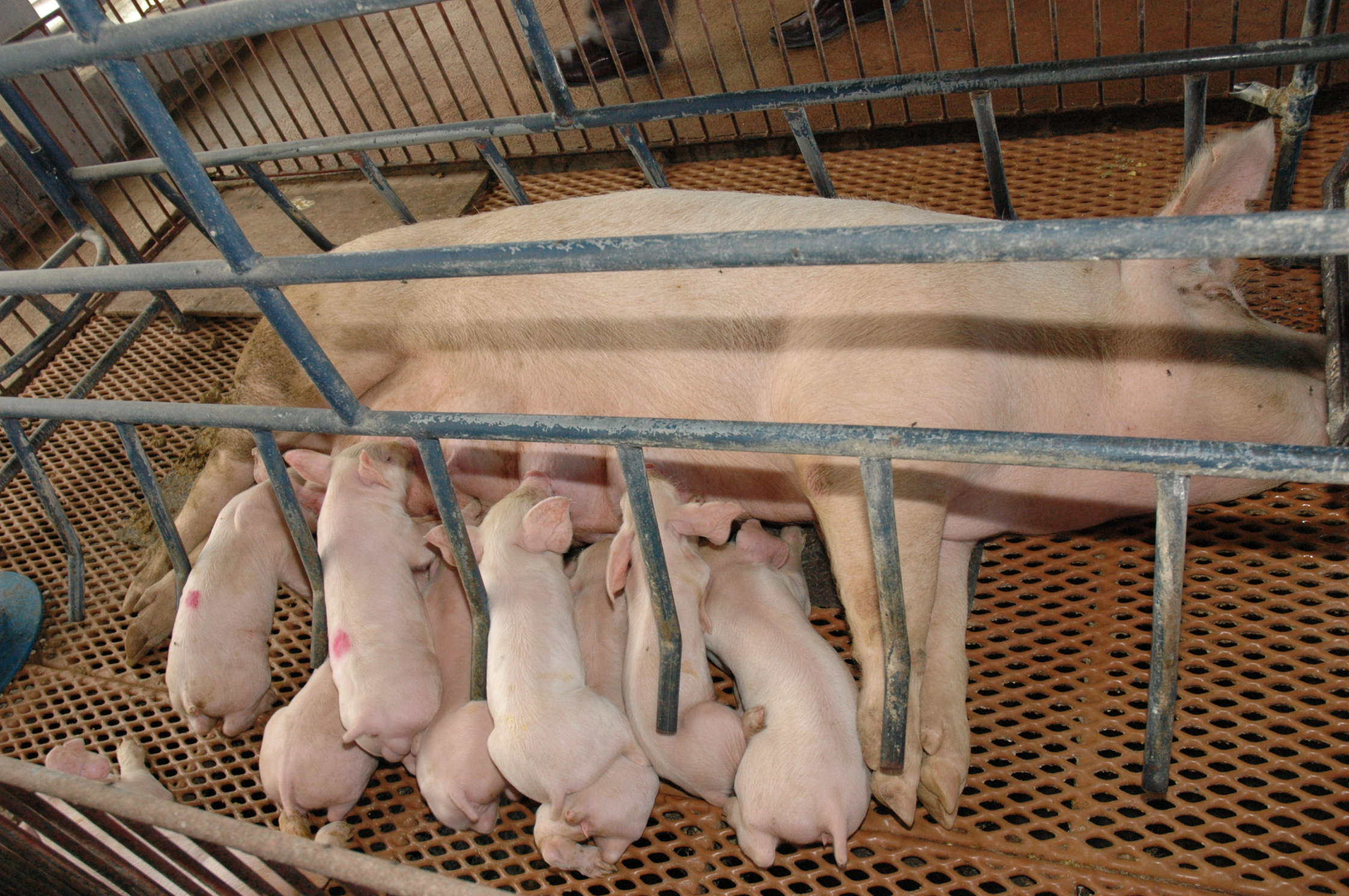 Agricultura dispone 2 millones de vacunas contra peste porcina cl&aacute;sica