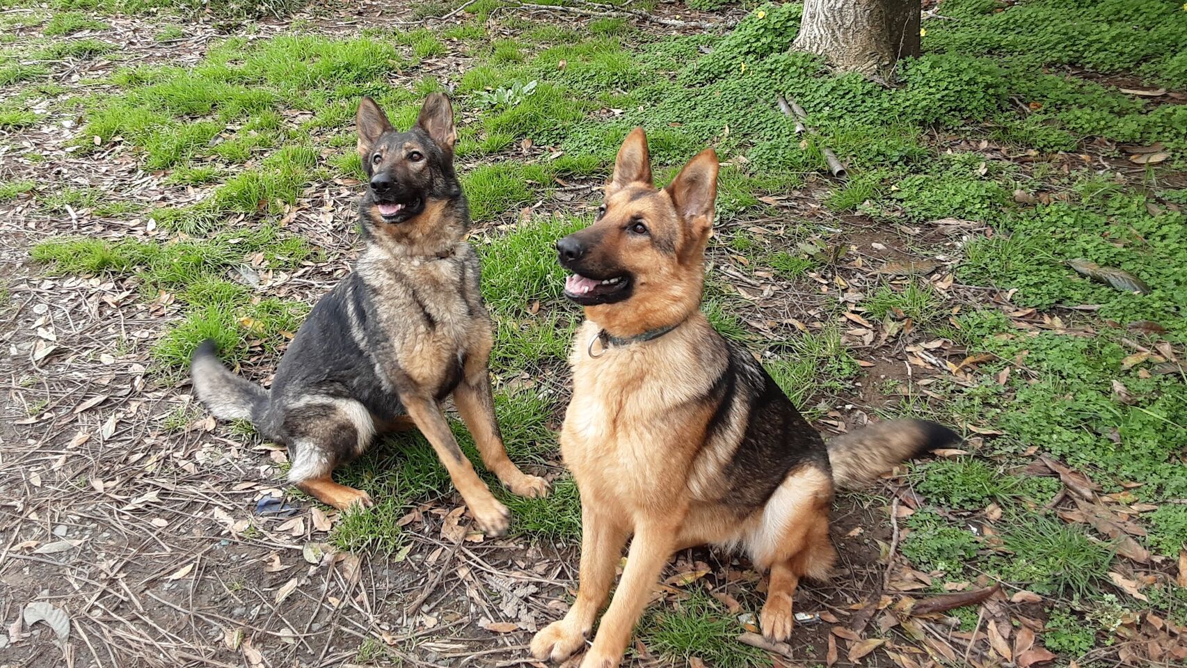 Perros adiestrados para luchar contra el tr&aacute;fico ilegal de especies