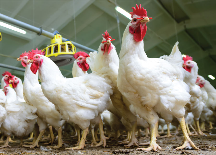 Alemania podr&iacute;a sacrificar hasta 70.000 aves por la IA