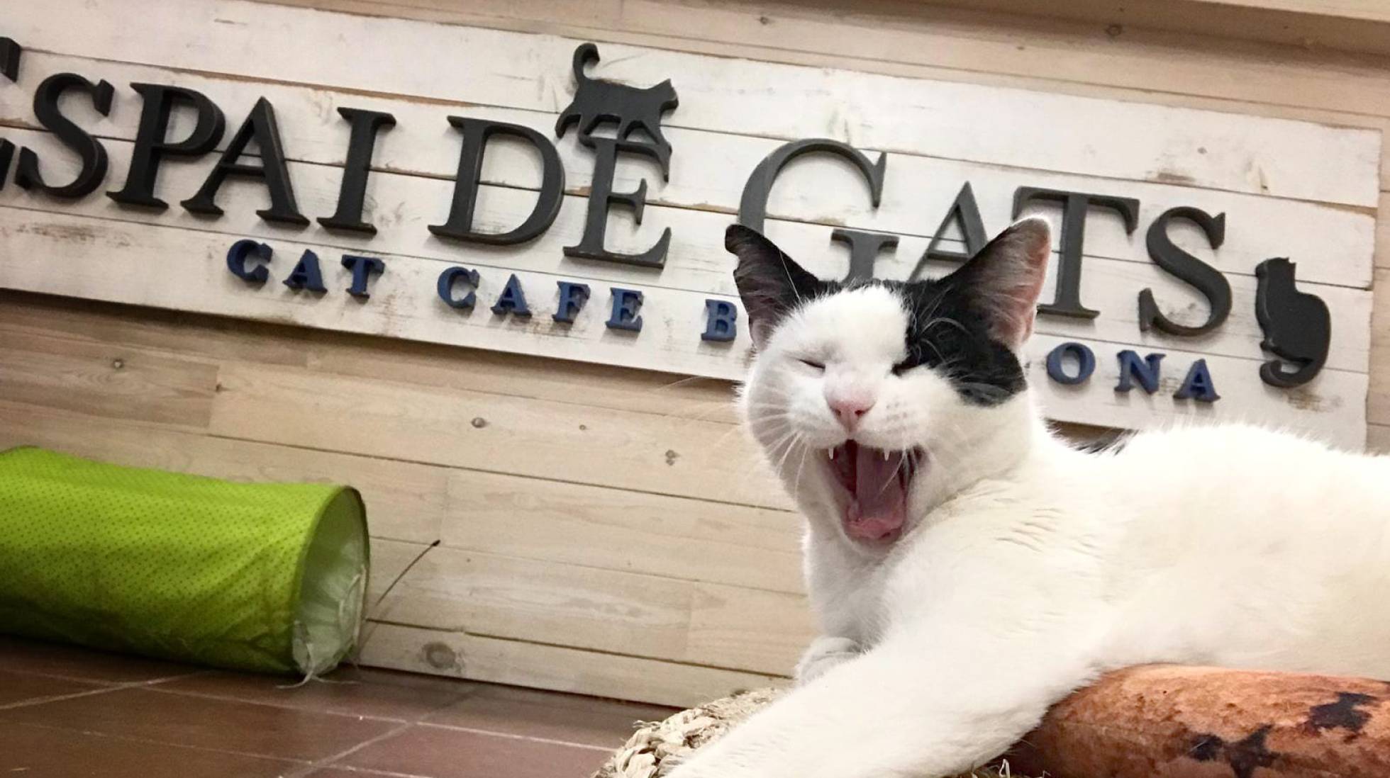 B&eacute;bete un caf&eacute; y ll&eacute;vate al gato