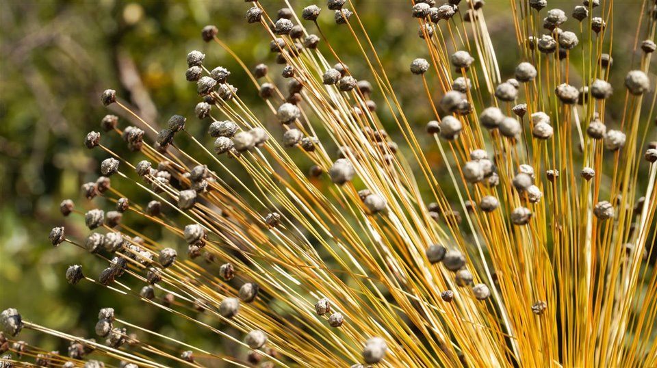 El capim dourado: la planta perfecta para realizar biojoyer&iacute;a.