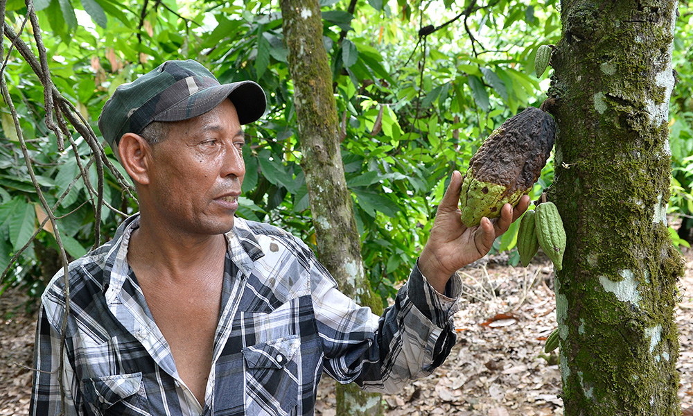 Cacaocultores sin dinero para pagar pr&eacute;stamos de visita sorpresa