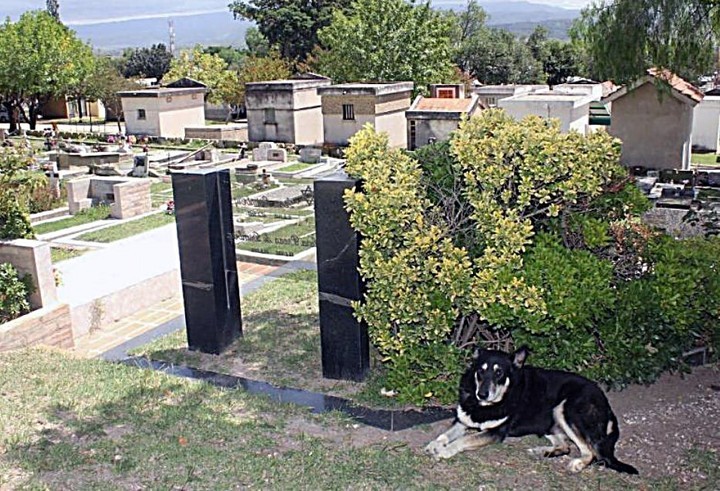 Planean hacer monumento a Capit&aacute;n, el perro que muri&oacute; en la tumba de su due&ntilde;o