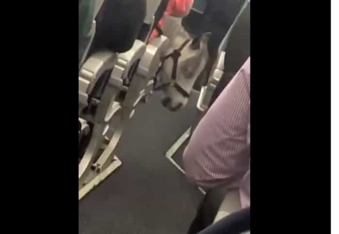 Filman a un caballo miniatura a bordo de un avi&oacute;n de American Airlines