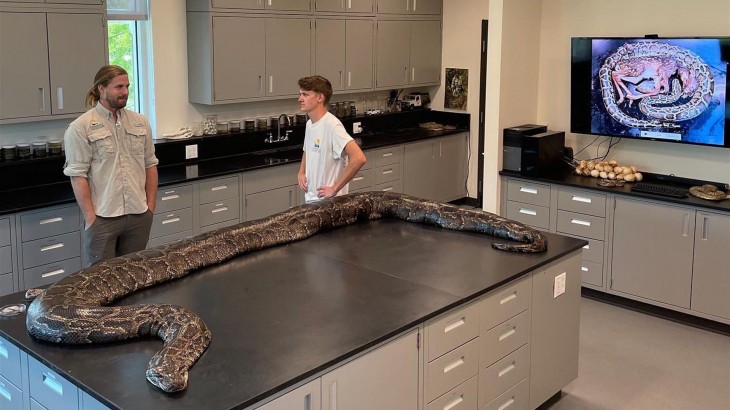 Capturan una pit&oacute;n de 18 pies, la m&aacute;s grande hallada hasta ahora en Florida