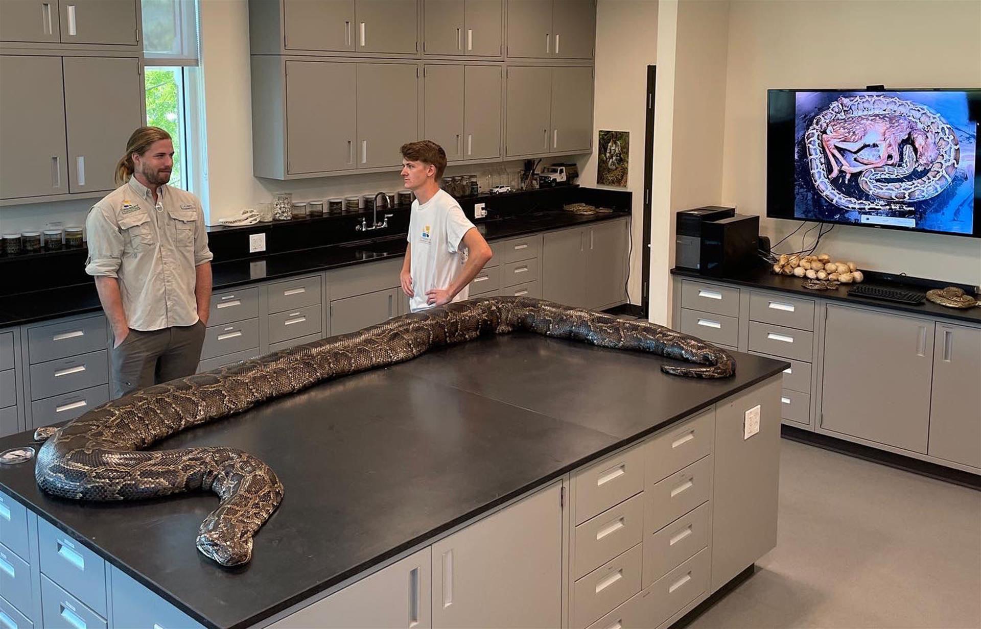 Capturan una pit&oacute;n de 18 pies, la m&aacute;s grande hallada hasta ahora en Florida