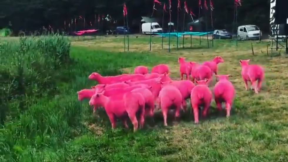 Cr&iacute;ticas a un festival brit&aacute;nico de m&uacute;sica por te&ntilde;ir de rosa a varias ovejas