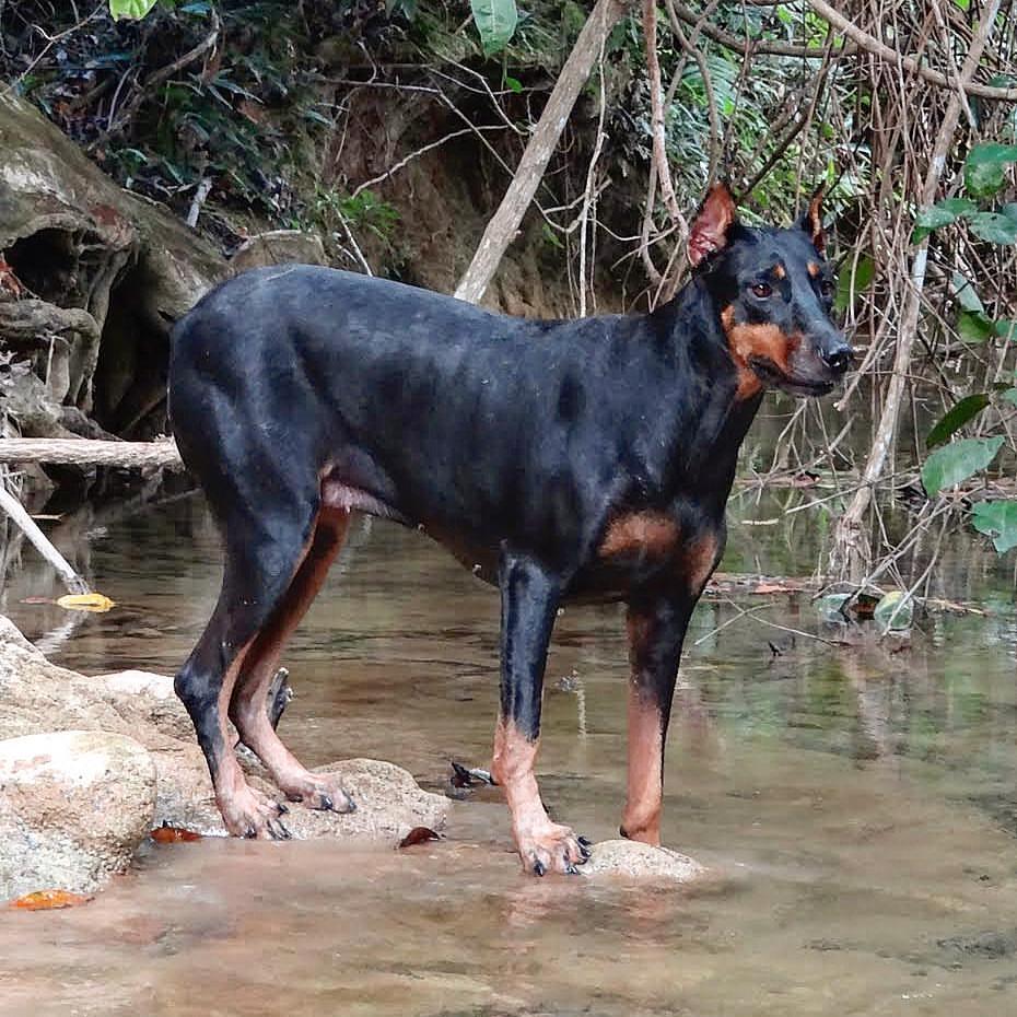 Dobermann: un militar en la familia