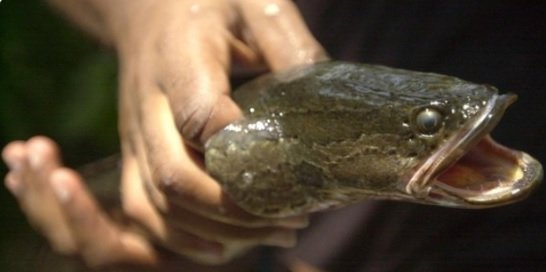 Ojal&aacute; que este pez no llegue a Rep&uacute;blica Dominicana