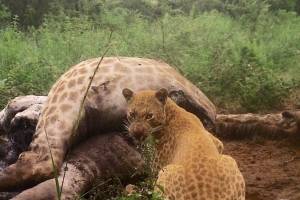 El esquivo animal no hab&iacute;a sido fotografiado desde 2012: registran extra&ntilde;o "leopardo rosa" en medio de reserva de Sud&aacute;frica