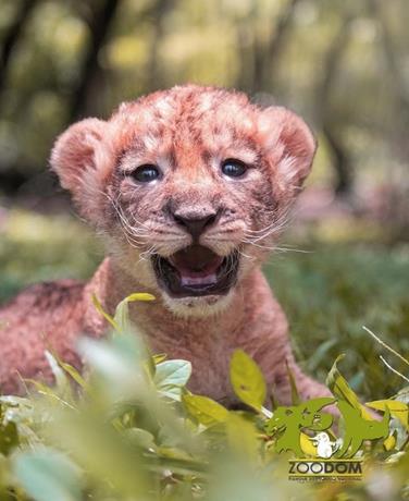 El "rey le&oacute;n dominicano" necesita un nombre... &iquest;se te ocurre alguno?