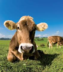 En trazabilidad bovina en RD a&uacute;n se camina lento