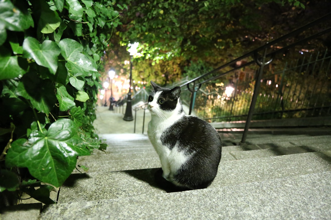 Estambul ciudad de ejemplo en protecci&oacute;n animal