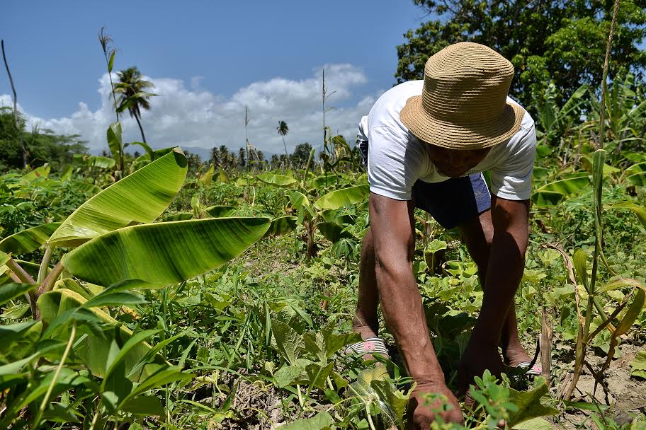 Estudio del Infotep enumera retos del sector agropecuario