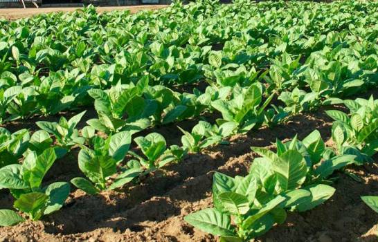 Exportaciones agropecuarias sobrepasan los US$2,322 millones durante el 2019