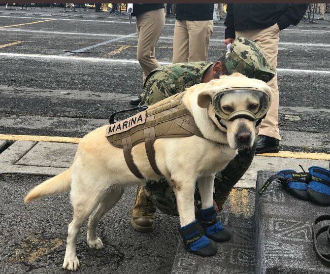 Frida: la perrita rescatista que se hizo viral