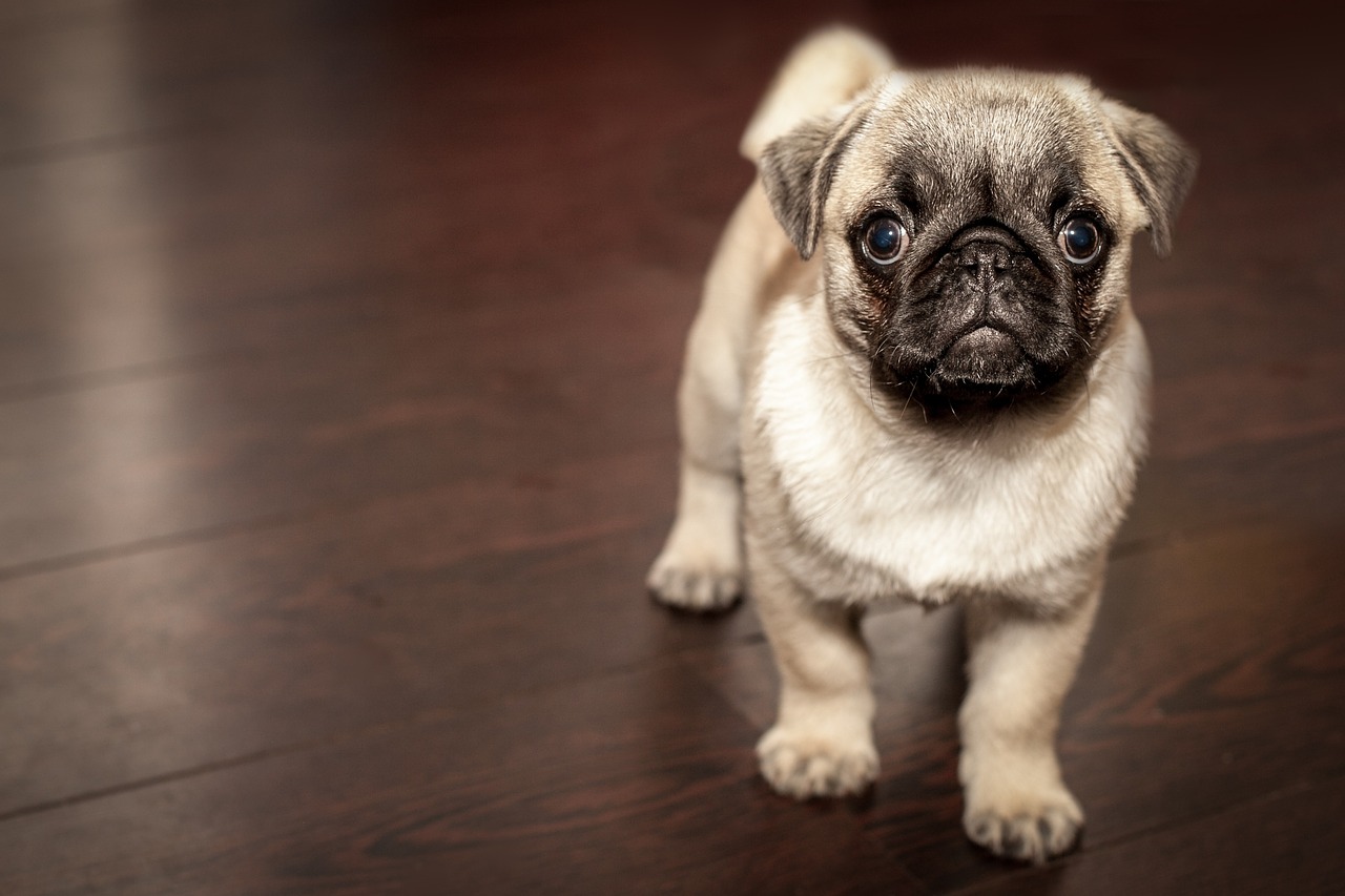 Facebook proh&iacute;be los anuncios de venta de animales