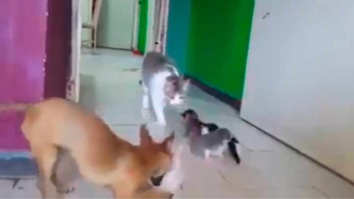 Gata no quiere hacerse cargo de sus cr&iacute;as y perro decide &lsquo;adoptarlos&rsquo; 