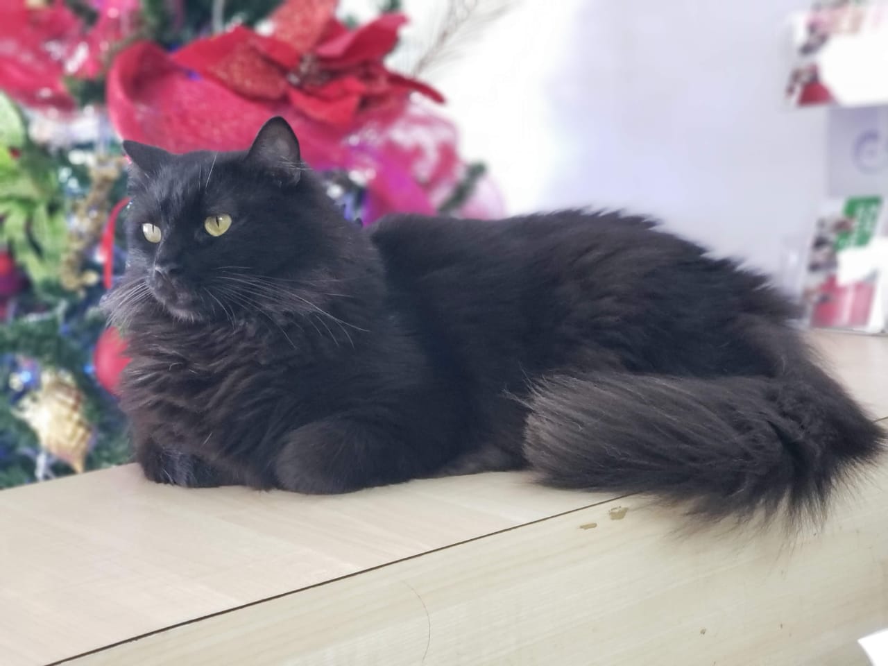 El encantador misterio que rodea a los gatos negros