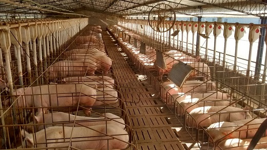 La FAO al rescate del sector pecuario, lanza recomendaciones internacionales para enfrentar la pandemia