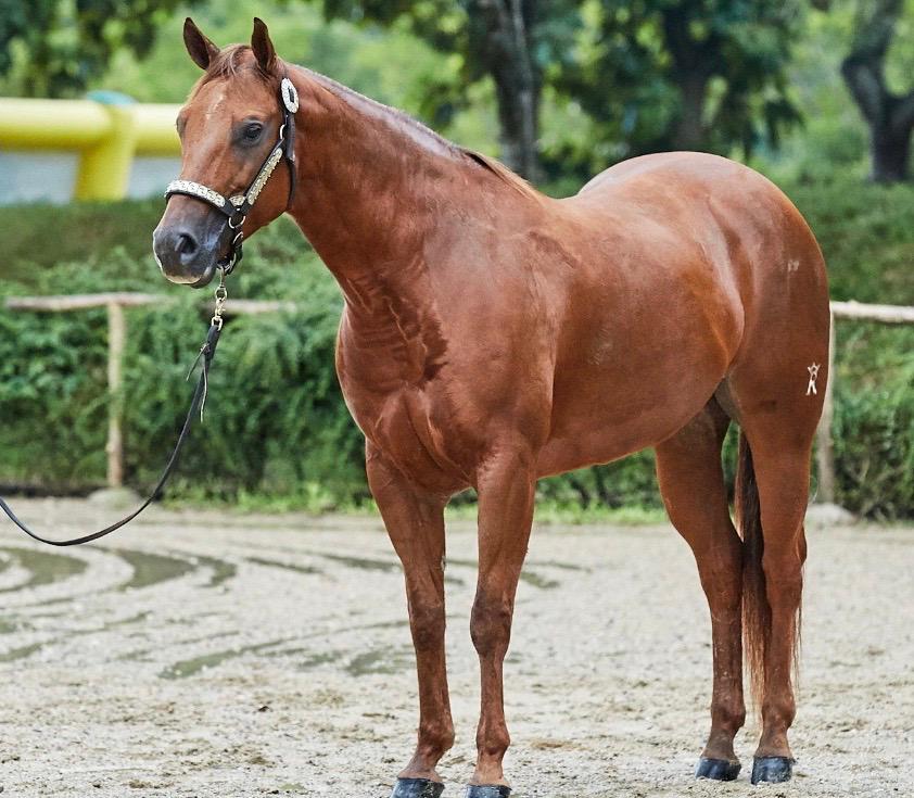 Estudio revela: Tratamiento costarricense con plasma de caballos s&iacute; inhibe el nuevo coronavirus
