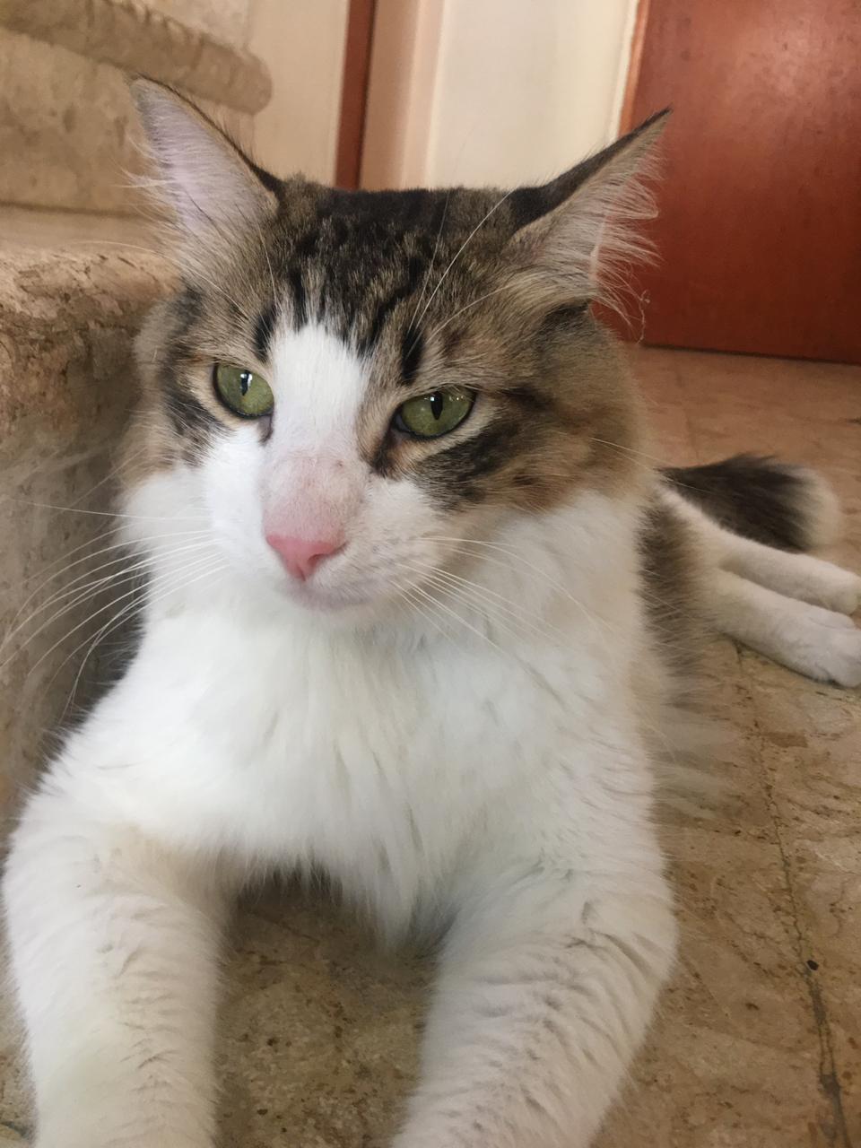 D&iacute;a Internacional del Gato: 2020, &iquest;un a&ntilde;o de estr&eacute;s?
