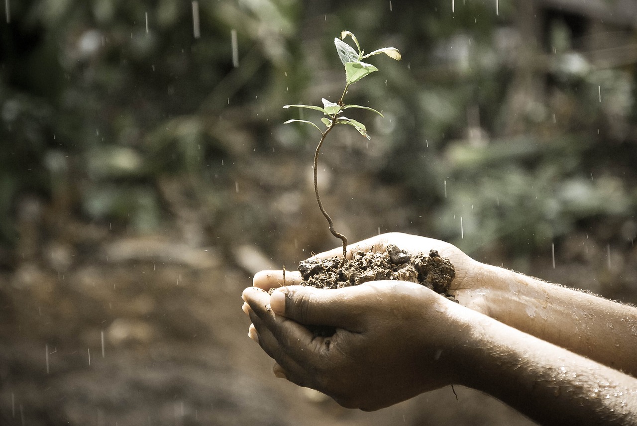 Las lluvias en la l&iacute;nea noroeste han ca&iacute;do como &ldquo;anillo al dedo&rdquo;