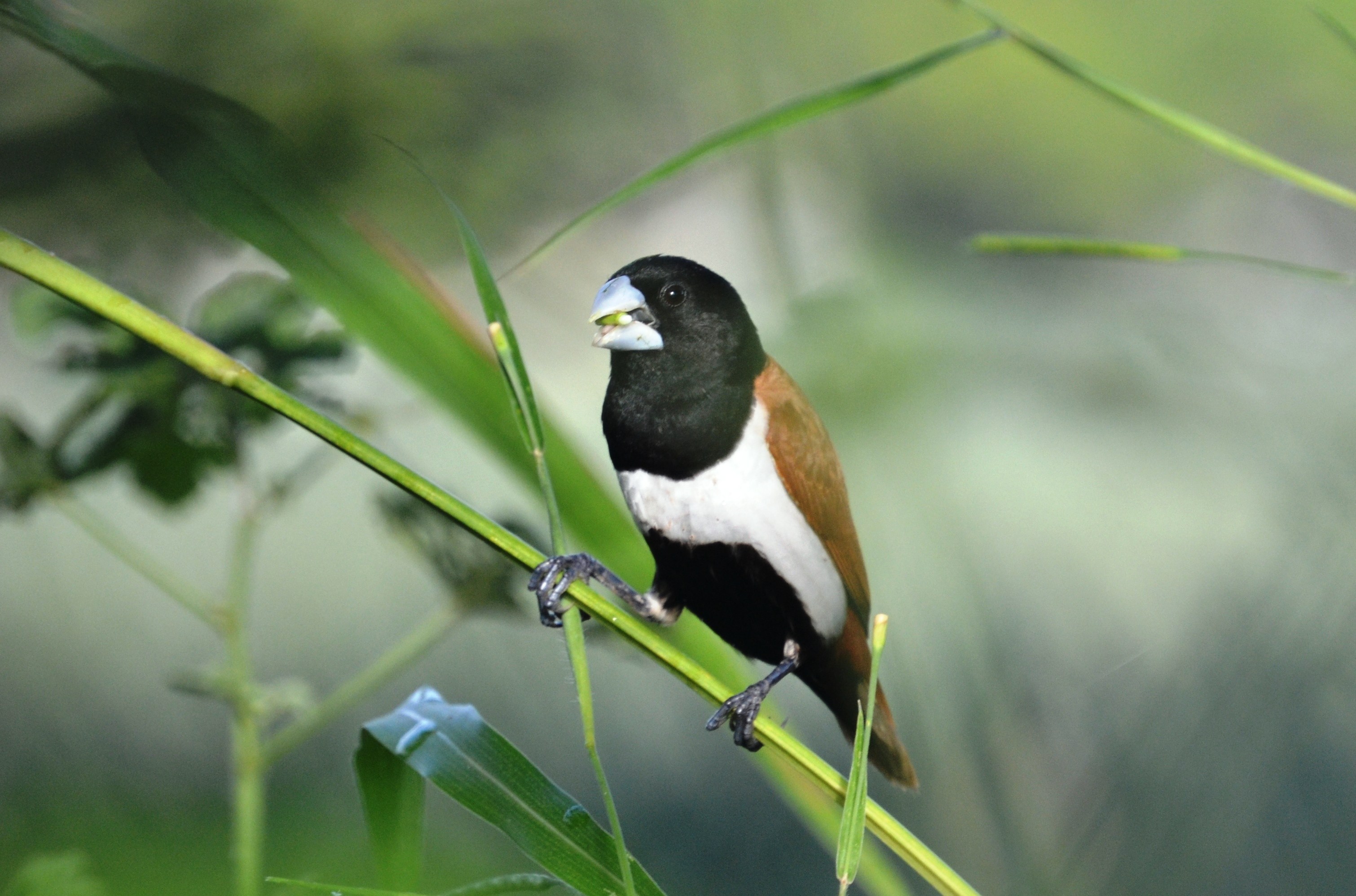 Rep&uacute;blica Dominicana y Hait&iacute; reciben alrededor de 150 especies de aves migratorias