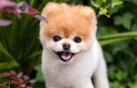 Muere de desamor el perro &ldquo;m&aacute;s bonito del mundo&rdquo;