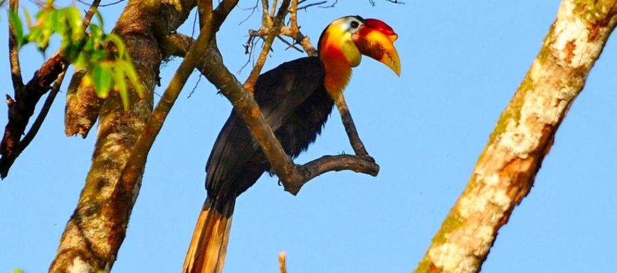 Naci&oacute; ave en peligro de extinci&oacute;n en zool&oacute;gico de Brevard